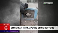 Entierran vivo a perro en Chiclayo. Foto y video: América Noticias