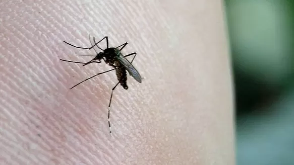  La mayor cantidad de casos de chikunguña en Perú fueron importados / Foto: Andina