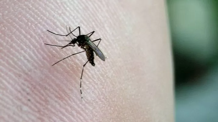 La mayor cantidad de casos de chikunguña en Perú fueron importados / Foto: Andina La mayor cantidad de casos de chikunguña en Perú fueron importados / Foto: Andina