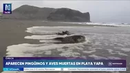 Chilca: reportan aparición de pingüinos y aves muertas