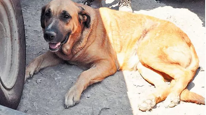 Una perra amamantó al menor mientras su madre estaba ebria. Foto: diario La Estrella de Arica (Chile) Una perra amamantó al menor mientras su madre estaba ebria. Foto: diario La Estrella de Arica (Chile)