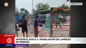 Avestruz atacó a trabajador de limpieza en Chimbote. Foto y video: América Noticias