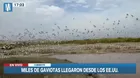 Chimbote: Miles de gaviotas Franklin llegan de EE.UU. y Canadá para volar sobre humedales