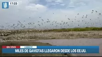 Imágenes de Canal N muestran como las gaviotas Franklin