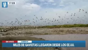 Imágenes de Canal N muestran como las gaviotas Franklin