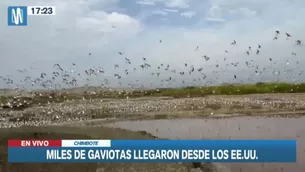 Imágenes de Canal N muestran como las gaviotas Franklin