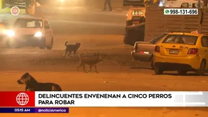 Ladrones envenenaron a perros para robar en Ate. Foto y video: América Noticias