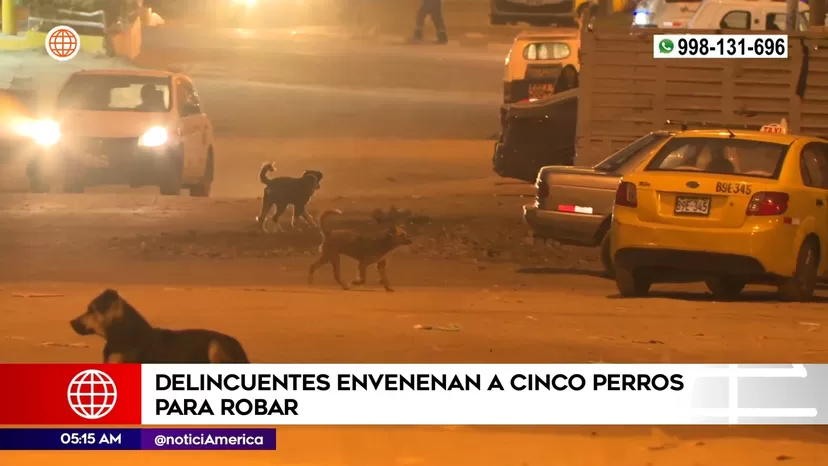 Chorrillos: Delincuentes envenenaron a cinco perros para poder robar