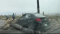 Palmera se cayó en Chorrillos. Foto: Alerta Noticias