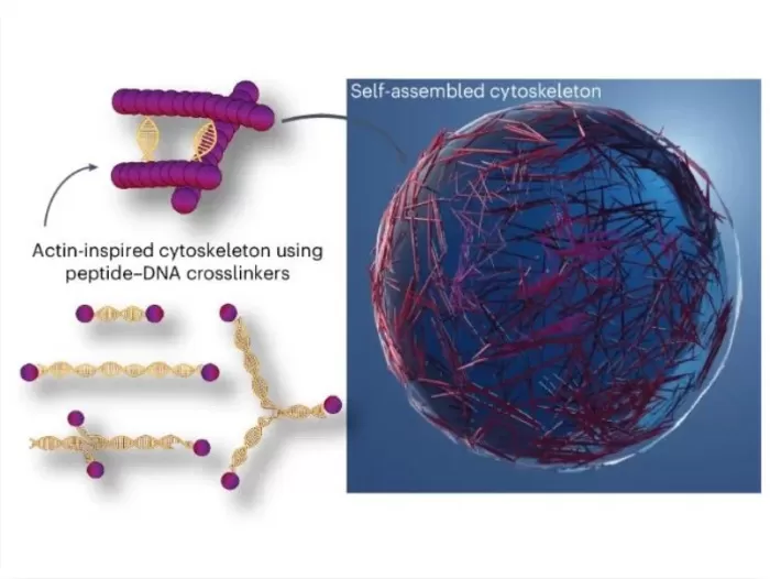 Células artificiales que se comportan como las biológicas. Foto: Nature Chemistry