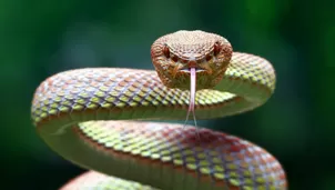 Dan con posible antídoto universal para mordeduras de serpientes. Foto: Science