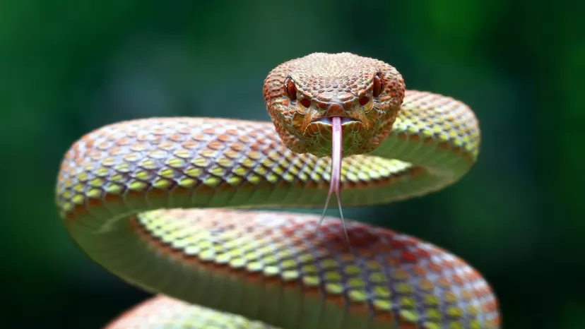 Científicos dan con un posible antídoto universal para mordeduras de serpientes