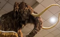 Científicos proponen resucitar mamuts para salvar el planeta - Noticias de siberia