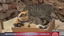 A pesar de los cuidados, algunos gatos están enfermos y mueren. Foto: captura América Noticias