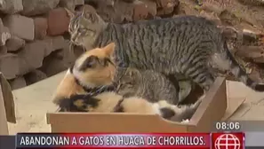 A pesar de los cuidados, algunos gatos están enfermos y mueren. Foto: captura América Noticias