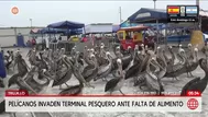 Cientos de pelícanos en Trujillo invaden terminal pesquero para conseguir alimento