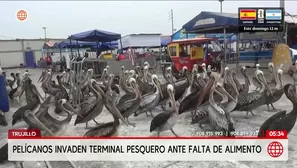 Cientos de pelícanos en Trujillo invaden terminal pesquero para conseguir alimento. Foto y video: América Noticias
