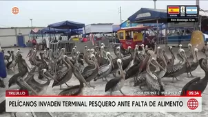 Cientos de pelícanos en Trujillo invaden terminal pesquero para conseguir alimento. Foto y video: América Noticias