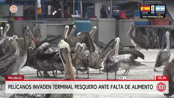 Cientos de pelícanos en Trujillo invaden terminal pesquero para conseguir alimento. Foto: América Noticias Cientos de pelícanos en Trujillo invaden terminal pesquero para conseguir alimento. Foto: América Noticias