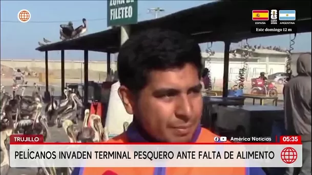 Cientos de pelícanos en Trujillo invaden terminal pesquero para conseguir alimento. Foto: América Noticias Cientos de pelícanos en Trujillo invaden terminal pesquero para conseguir alimento. Foto: América Noticias