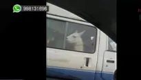 Llama fue transportada en vehículo. Foto: captura de TV/Canal N