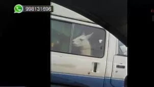 Llama fue transportada en vehículo. Foto: captura de TV/Canal N