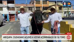 Un ciudadano acudió a votar con un toro en Arequipa. Foto y video: América Noticias