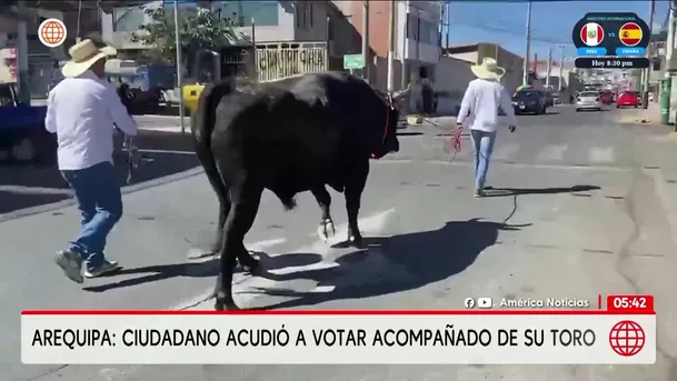 Un ciudadano acudió a votar con un toro en Arequipa. Foto: América Noticias Un ciudadano acudió a votar con un toro en Arequipa. Foto: América Noticias