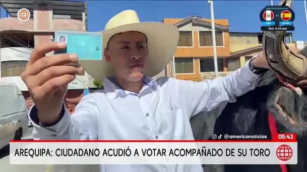 Un ciudadano acudió a votar con un toro en Arequipa. Foto: América Noticias Un ciudadano acudió a votar con un toro en Arequipa. Foto: América Noticias