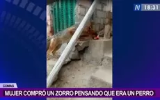 Comas: Mujer compró un zorro pensando que era un perro - Noticias de compra