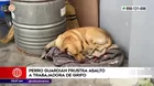 Comas: Perro guardián frustró asalto a trabajadora de grifo