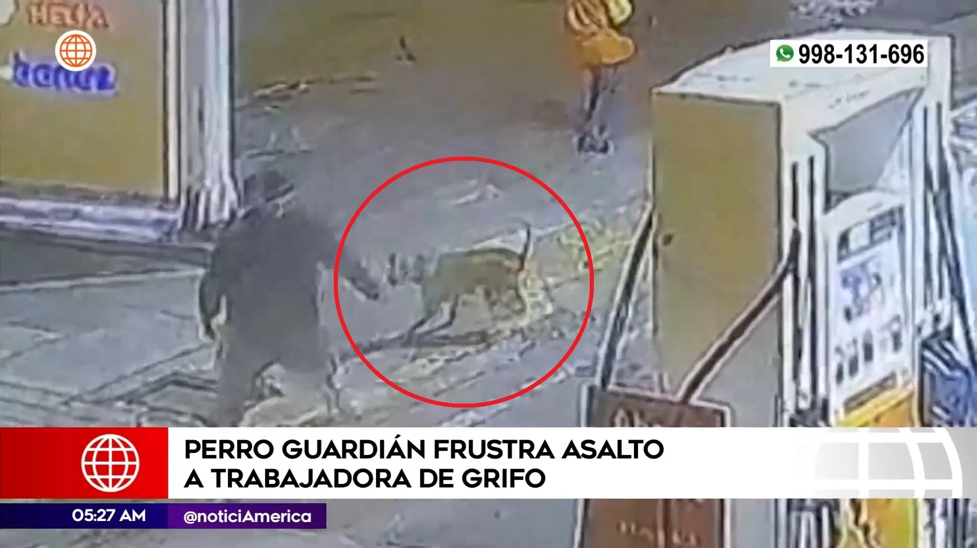 Perro frustró asalto en grifo de Comas. Foto: América Noticias