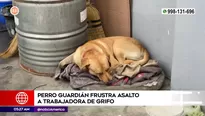 Perro frustró asalto en grifo de Comas. Foto y video: América Noticias