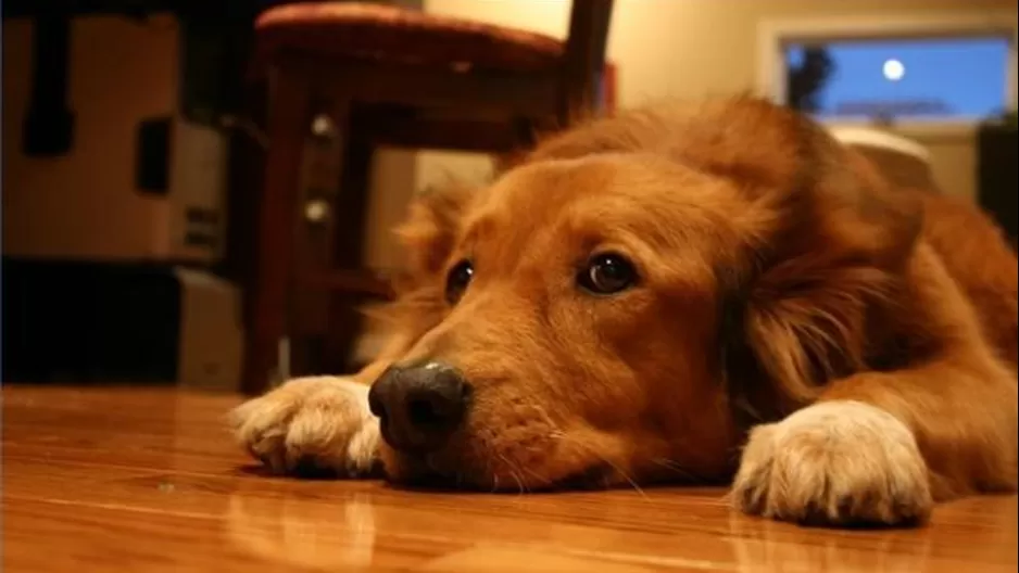 Foto: mundoperros.es