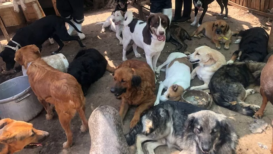 Perros en un albergue. Foto referencial: Andina