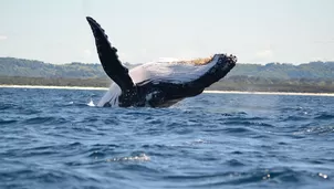 Foto: Andina. Video: Canal N