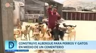 Construye albergue para perros y gatos en medio de un cementerio