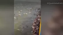 Animales registrados en playas. Foto-Video: Canal N