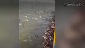 Animales registrados en playas. Foto-Video: Canal N