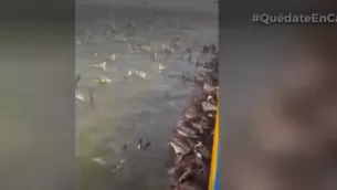 Animales registrados en playas. Foto-Video: Canal N