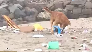 Los perros orinan sobre la basura. Foto: Captura de TV