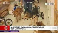 Albergues para perros esperan apoyo.