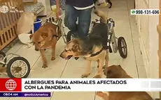 Albergues para perros piden ayuda tras verse afectados por la pandemia del COVID-19 - Noticias de albergue