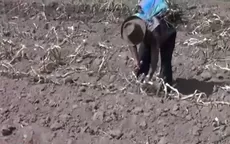 Cusco: Agricultores piden urgente ayuda por sequías - Noticias de cusco