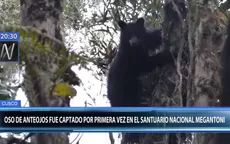 Cusco: captan a oso de anteojos por primera vez en santuario de Megantoni - Noticias de oso