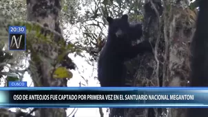 Oso de anteojos. América Noticias