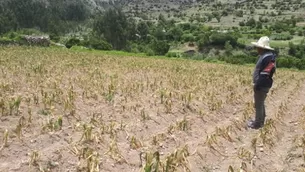 El mal tiempo ha arrasado con hectáreas de cultivos. Foto: Andina