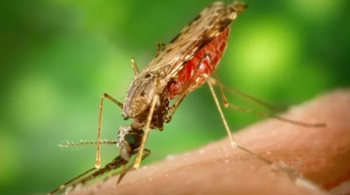 Incremento de casos importados y presencia del vector son un riesgo, afirmó el ministro de Salud / Foto: Andina Incremento de casos importados y presencia del vector son un riesgo, afirmó el ministro de Salud / Foto: Andina