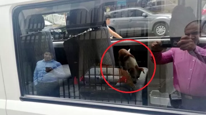 Cachorros encerrados en auto. Foto: Twitter @artec1985 Cachorros encerrados en auto. Foto: Twitter @artec1985
