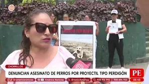 Denuncian asesinato de perros con perdigones en Chorrillos. Foto y video: América Noticias